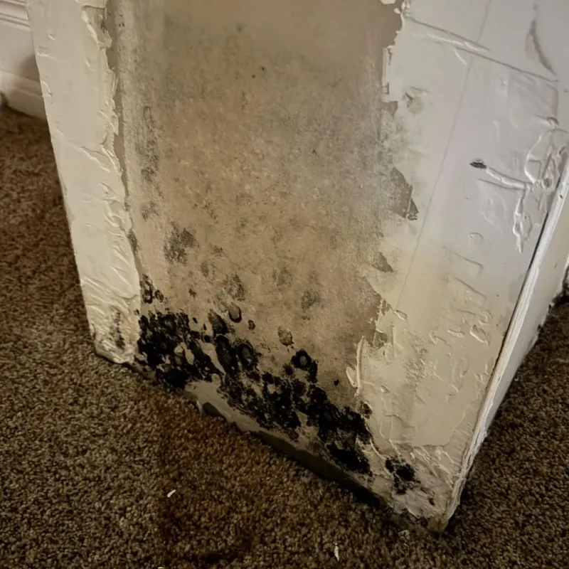 Professional Mold Removal in Creston, IA